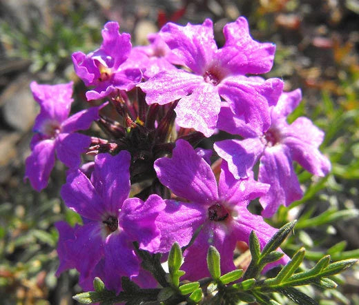 Moss Verbena Verbena Tenuisecta – Ground Cover Flower Seeds