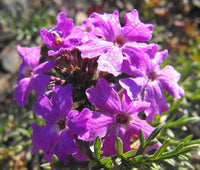 Moss Verbena Verbena Tenuisecta – Ground Cover Flower Seeds