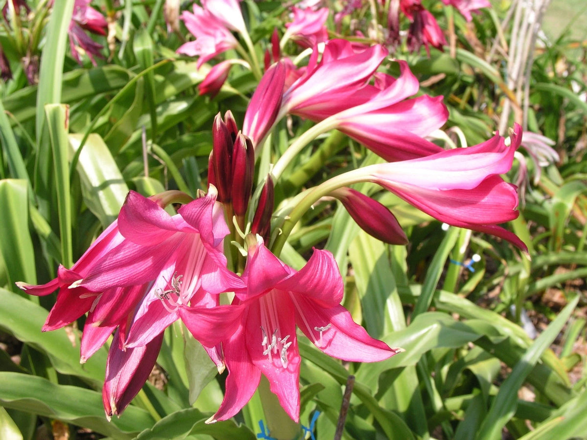 Crinum Lily Oh – Garden Flower Seeds
