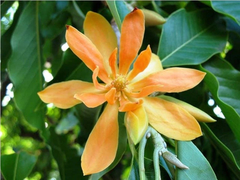 Michelia Champaca Fragrant Magnolia Tree Seeds