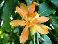 Michelia Champaca Fragrant Magnolia Tree Seeds