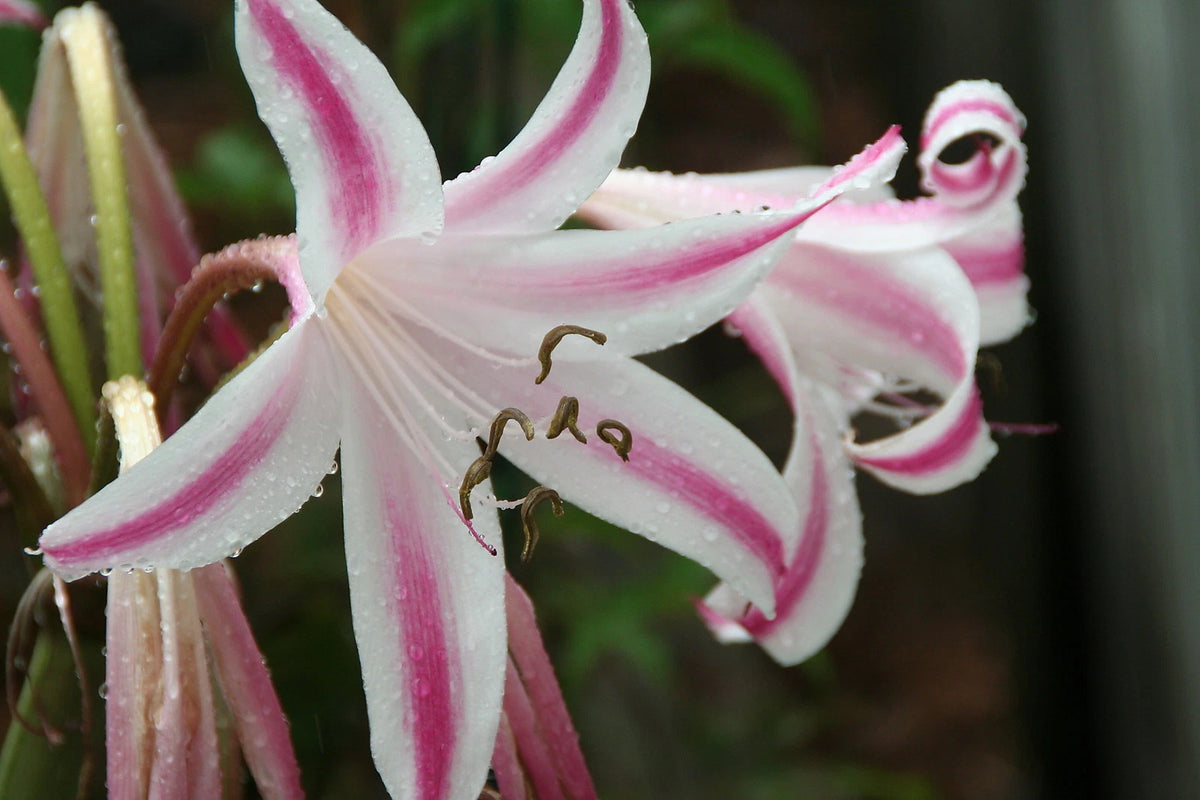 Crinum Lily Veracruz Large Blooming-Size Bulb - Flower Seeds