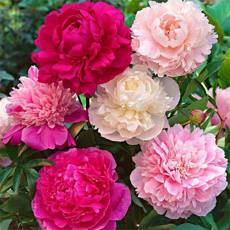 Garden Peony Paeonia Lactiflora Mixed Flower Seeds for Planting