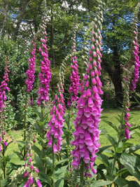 Giant Foxglove Mix Digitalis Purpurea Colorful Garden Flower Seeds