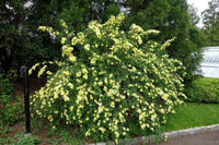 Rosa Xanthina Fragrant Wild Manchu Yellow Rose Shrub Cold Hardy