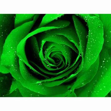 Seeds Flowers Rose Bush Green Strong Fragrant Perennial Plant Home Garden - Flower Seeds