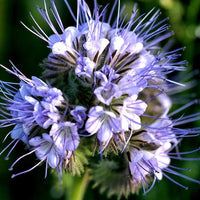 Lacy Phacelia Phacelia Tanacetifolia Colorful Wildflower Garden Seeds