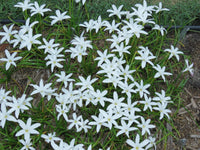 Zephyranthes Labufarosea Itsy Bitsy – Pink Rain Lily Bulb Seeds