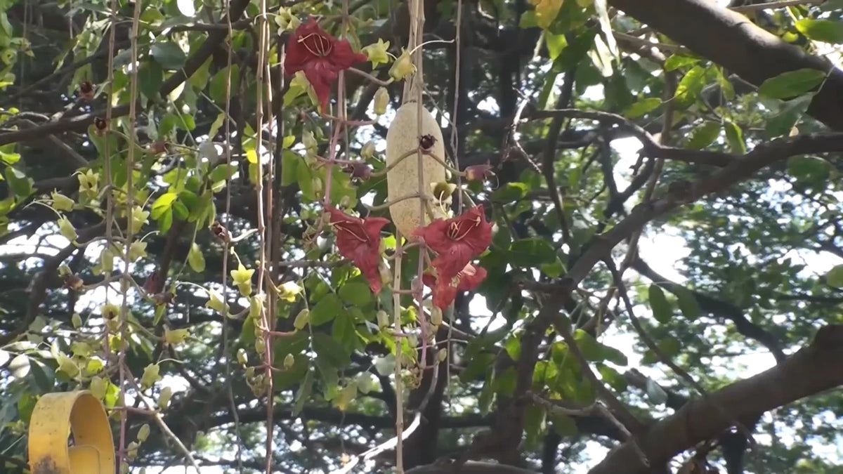 Kigelia Pinnata Unusual African Sausage Tree Kigelia Africana – Herb