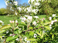 Siberian Crab Apple Malus Baccata – Hardy Fruit Tree Seeds