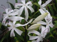Crinum Lily Erubescens – Garden Flower Seeds for Planting