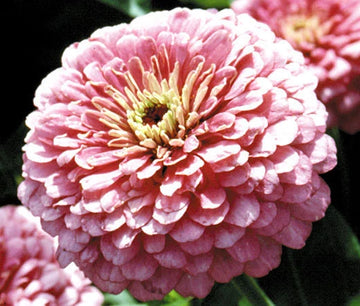 Zinnia Luminosa Pink Zinnia Elegans – Colorful Garden Flower Seeds