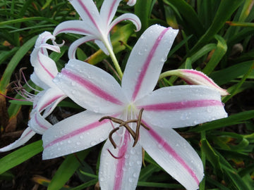 Crinum Lily Marcelle – Garden Flower Seeds for Planting
