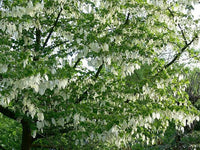 Davidia Involucrata – Hardy Dove Handkerchief Tree Seeds