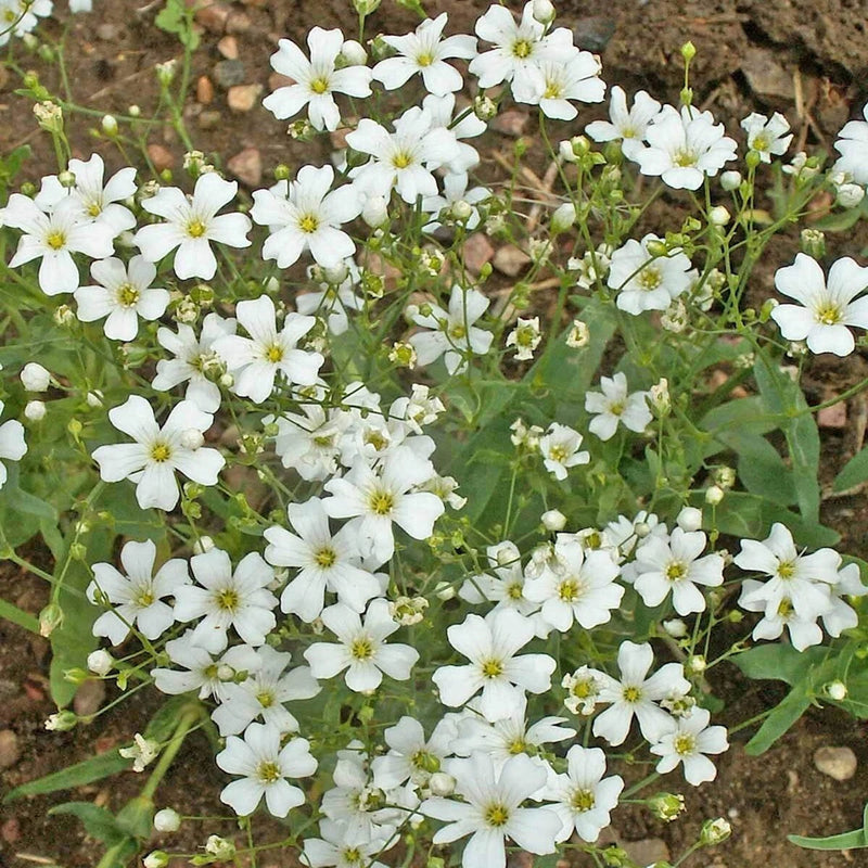 Baby's Breath Gypsophila – Annual Wildflower Garden Seeds