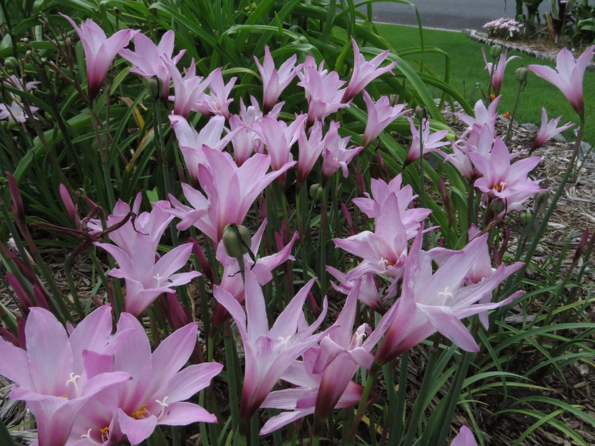 Rain Lily Habranthus Floryi Cherry Pink New Zephyranthes - Flower