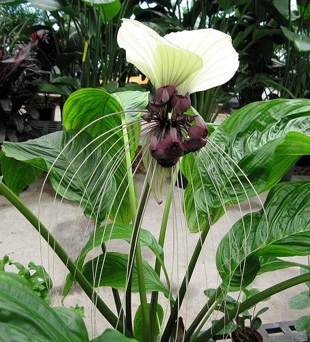 Tacca Nivea White Bat Flower Exotic Garden Seeds