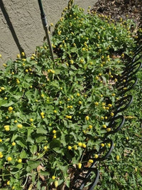 Paracress Spilanthes – Flowering Herb Garden Seeds