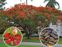Delonix Regia – Flamboyant Vibrant Tree Seeds