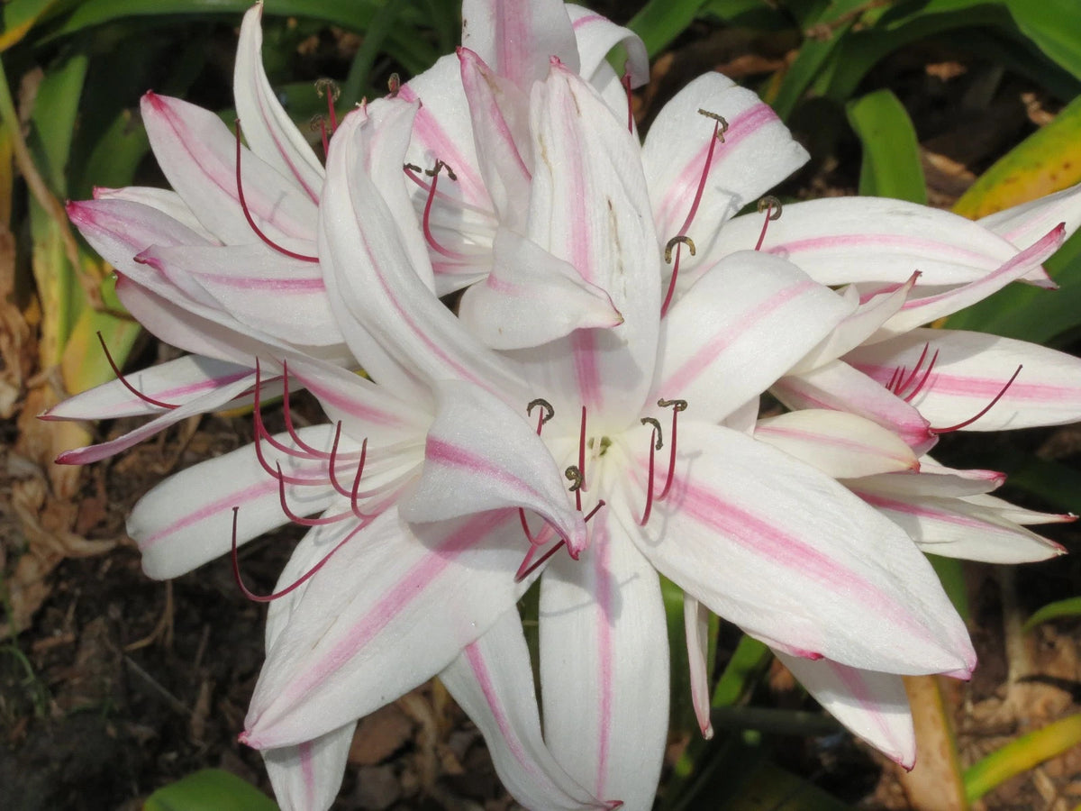 Crinum Lily Cruella – Garden Flower Seeds for Planting