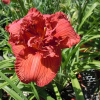 Orange You Lucky Daylily Hemerocallis – Hardy Perennial Flower Seeds