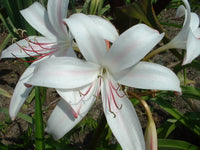 Crinum Lily Sundance – Garden Flower Seeds