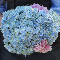 Hydrangea – Perennial Shrub Flower Seeds
