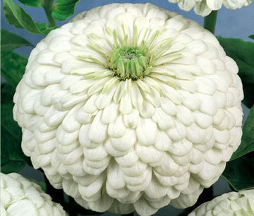 Zinnia Polar Bear Zinnia Elegans – Colorful Garden Flower Seeds