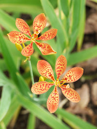 Blackberry Lily Belamcanda Chinensis – Fruit Seeds Hardy