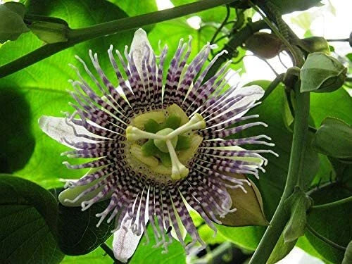 Sweet Sugar Passion Fruit Passiflora Ligularis – Climbing Fruit Vine Seeds