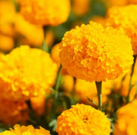 Crackerjack Marigold Mixed Orange Yellow Colorful Garden Flower Seeds