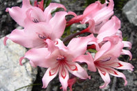 Gladiolus Carneus Flower Seeds for Planting