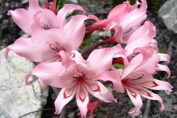 Gladiolus Carneus Flower Seeds for Planting