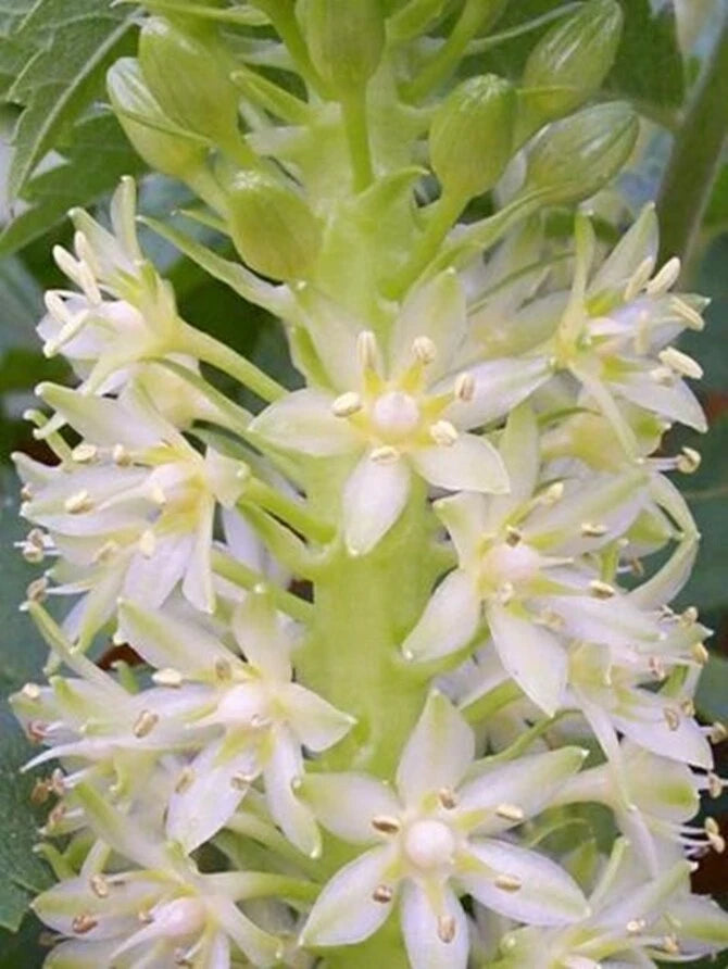 Pineapple Lily Eucomis Autumnalis – Perennial Garden Flower Seeds