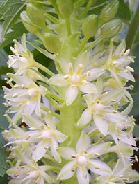 Pineapple Lily Eucomis Autumnalis – Perennial Garden Flower Seeds