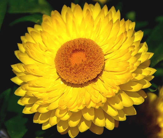 Strawflower Helichrysum Monstrosum – Colorful Garden Flower Seeds