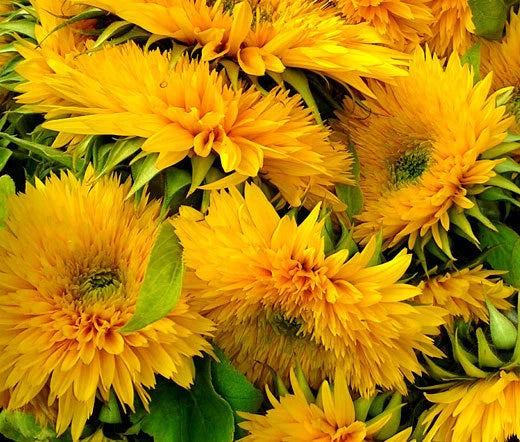 Sunflower Santa Fe Helianthus Annuus – Tall Garden Flower Seeds