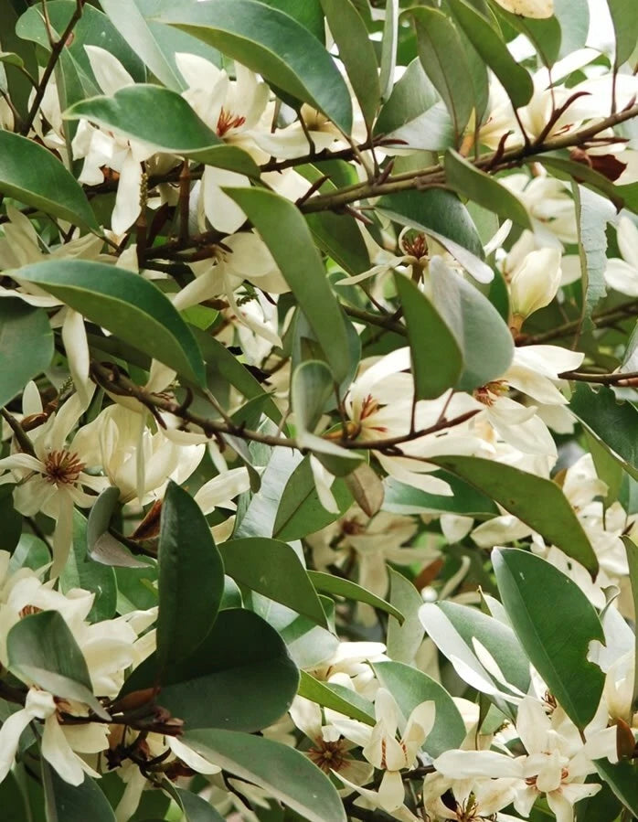 Michelia Macclurei Rare Magnolia Tree Seeds Fragrant Evergreen Tree – Fragrant, Hardy Flower Seeds