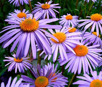 Aster Wartburg Star Aster Tongolensis – Colorful Garden Flower Seeds