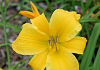 Full Reward Daylily Hemerocallis – Hardy Perennial Flower Seeds