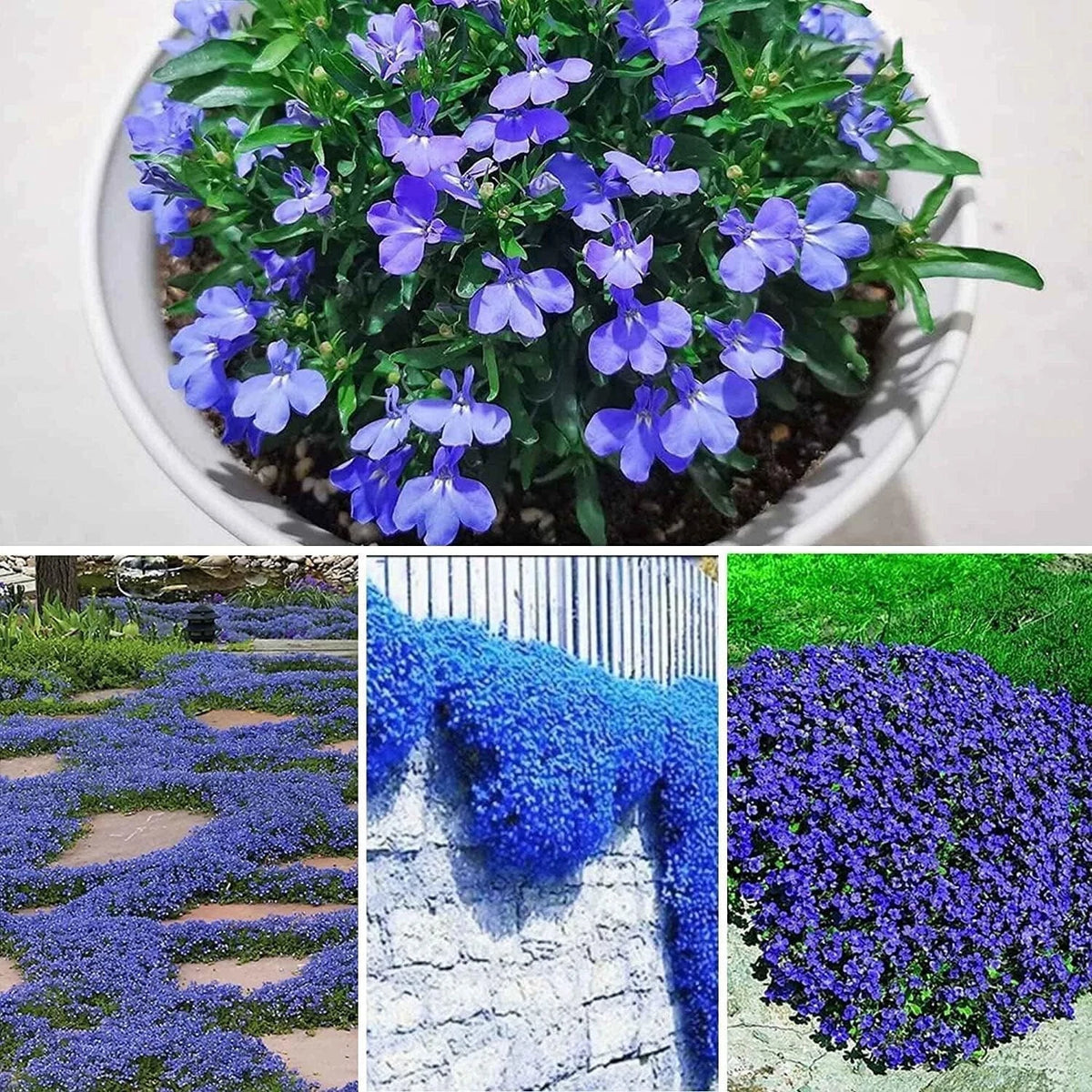 Blue Creeping Thyme Seeds