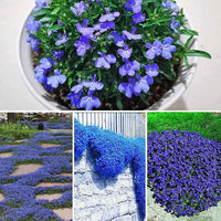 Blue Creeping Thyme Seeds