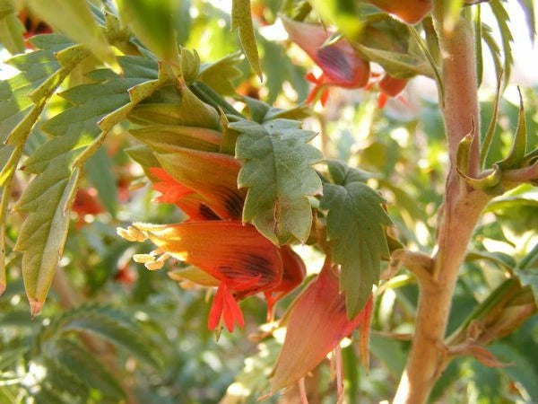 Melianthus Comosus – Tufted Honey Flower Shrub Seeds