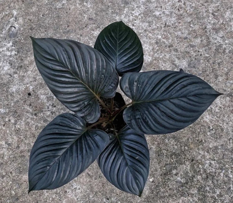 Homalomena Black Cardinal – Ornamental Foliage Plant Seeds
