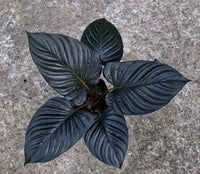 Homalomena Black Cardinal – Ornamental Foliage Plant Seeds