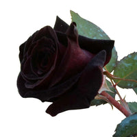Black Rose Seeds Rosa Bush Shrub Perennial Flower Seeds - Perennial