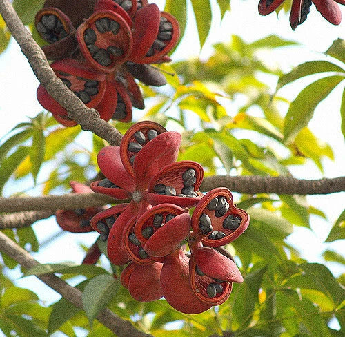 Sterculia Foetida – Ornamental Java Olive Tree Seeds