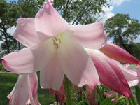 Crinum Lily Pat-a-cake Large Blooming-size Bulb New - Flower Seeds