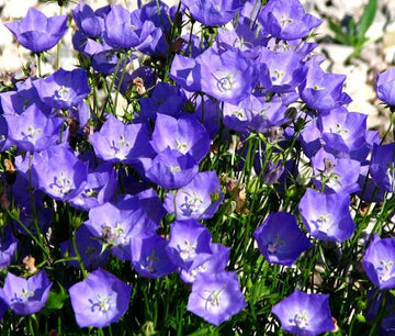 Bellflower Tussock Blue Campanula Carpatica – Hardy Garden Flower Seeds