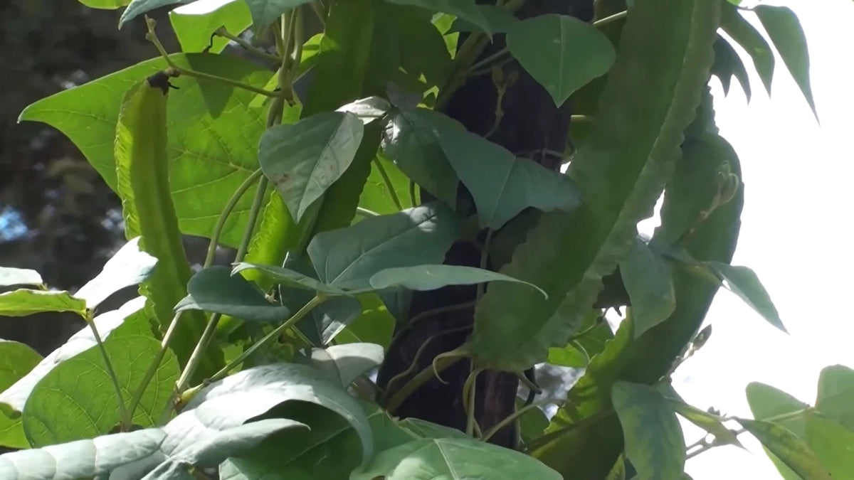 Psophocarpus Tetragonolobus Seeds Vegetable Goa Dragon Bean Nitrogen Fixing Vine Category eg, Flower Seeds
